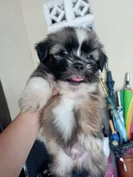 Anakan shitzu dan husky