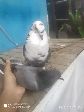 Burung dara blantong sapi