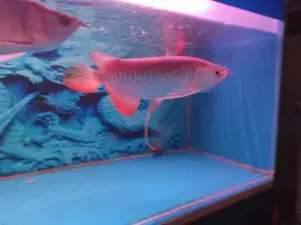 Arwana golden red