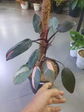 Philodendron Pink Princes