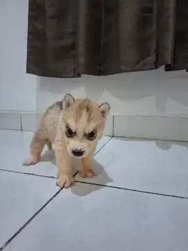 Siberian Husky Jantan Bloodline Show