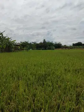 Sawah murah akses mobil