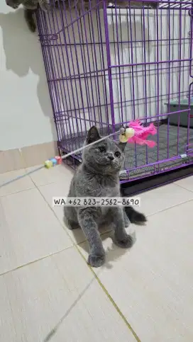 Kucing BSH betina (British Shorthair)