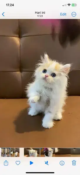 Kitten persia jantan 1 bulan