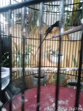 MURAI BATU JANTAN