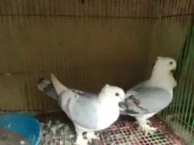 Merpati hias santinet, cof bluenet