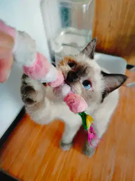 kucing himalaya mix scottish straight