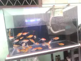 Jual ikan mas komet