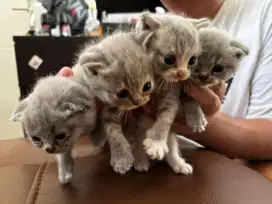 Kucing scootish fold