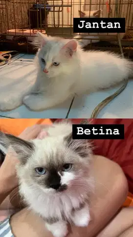 Jual kucing regdoll