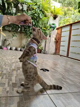 Kucing munchkin