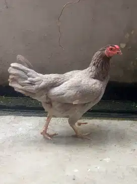 Ayam kampung nego