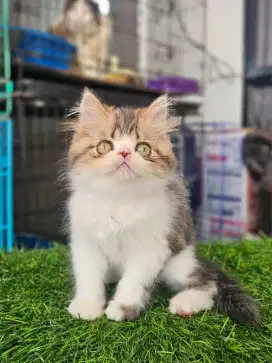 Kucing peaknose