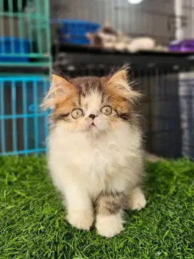 Kucing peaknose