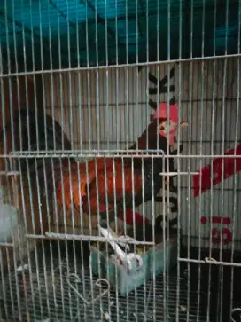 Ayam bekisar rajin Kokok warna merah klungsu