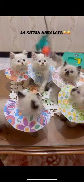 kucing persia kitten himalaya