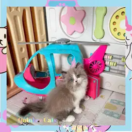 kucing Ragdoll Seal BiColor Mink Betina Chocolate Cinnamon White