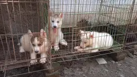 Puppies Siberia husky vs alaskan malamut