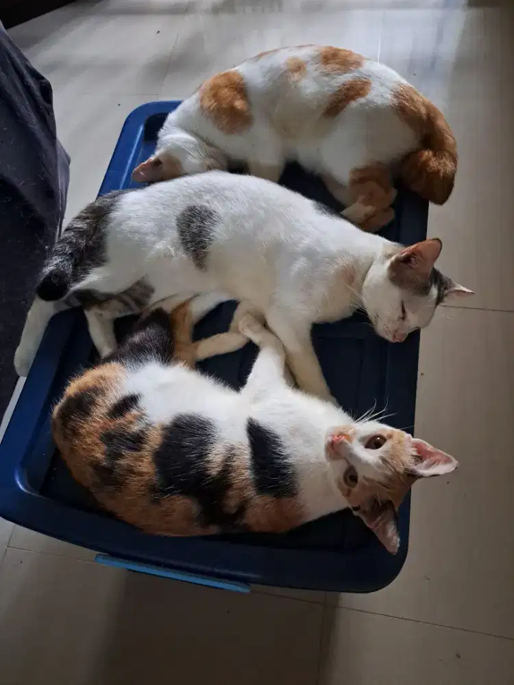 Open adopsi 4 ekor kucing kampung sebagian sudah disteril