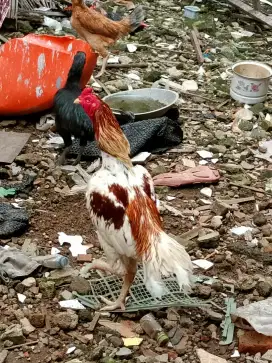 Ayam Bangkok pacekan Pluker pakhoy mangon