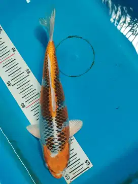 Koi Kujaku 30cm