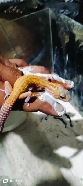 Hewan Peliharaan gecko Aman untuk anak-anak, usia 3-9 bulan