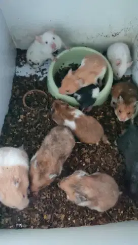 Jual hamster Depok langsung petaninya