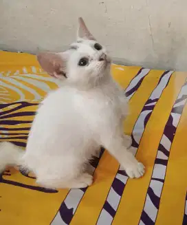 Kitten mix 3 bulan