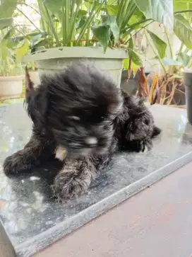 Dijual anak anjing shitzu betina, lucu , lincah, warna hitam.,