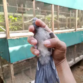 Perkutut mojopahit anakan