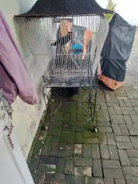 Di cari kandang burung bekas,seperti di foto