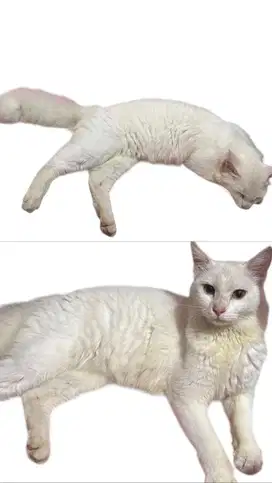 Jual kucing anggora umur 1 thn