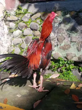 Jual ayam Bangkok trah mulus