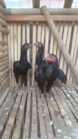 Ayam kampung umbaran