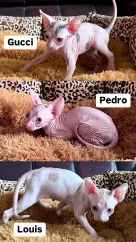 KITTEN SPHYNX LINE PED