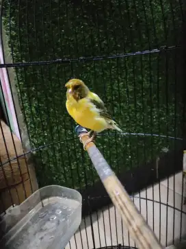 Kenari af jantan