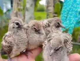 anak burung perkutut 4 ekor belum bisa makan sendiri