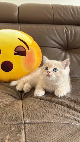 British Shorthair Lucu & Manja – Siap Jadi Teman Baru!