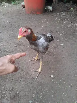Ayam bangkok muda pamangon