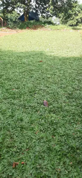 Jual rumput gajah mini