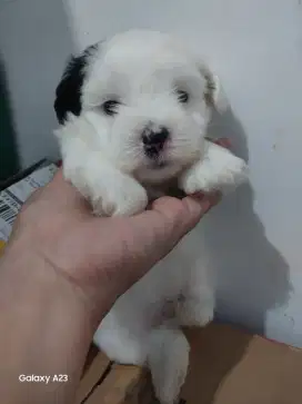 Anjing Shitzu mix Poodle usia 1,5 bulan jantan
