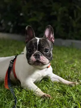 Jual french bulldog
