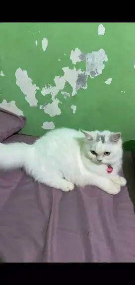 jual murah kucing anggora persia betina