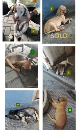 Anak anjing lucu dan gembul