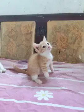 Munchkin Betina