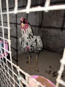 ayam siam sehat harga bisa nego