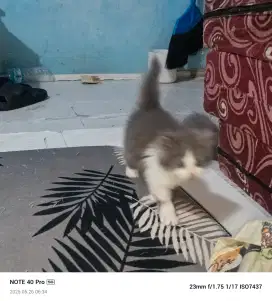 Kitten Britis x persia Caliko 10 ekor