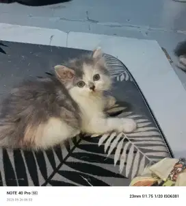 Kitten Britis x persia Caliko 10 ekor
