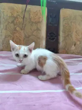 munchkin betina