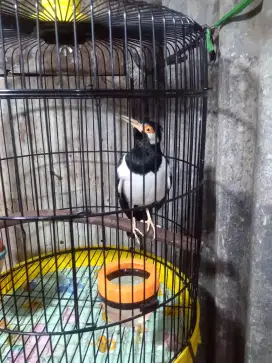 Jalak suren dorrr